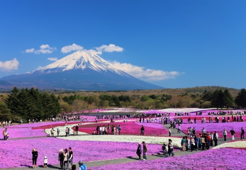 Lễ hội Fuji Shibazakura – Chiêm ngưỡng thảm hoa chi anh tuyệt đẹp dưới chân núi Phú Sĩ ????????️